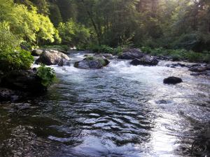 The McCloud River pours through rapids. 2013-05-28 07.45.24 copy (Custom)