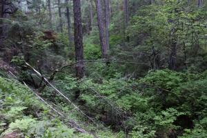 Cascades, Squaw Valley Creek - June2013 019_edited-1 (Custom)