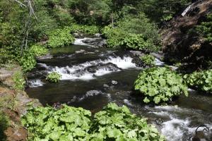 Cascades, Squaw Valley Creek - June2013 101 copy (Custom)