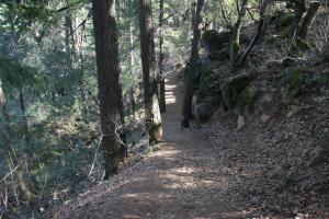Trinity Divide, Sacramento River - Feb2013 049_edited-1 (Custom)
