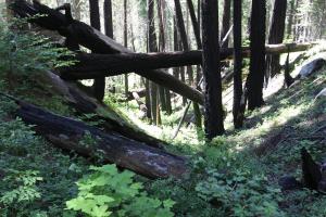 Trinity Alps, Grizzly Lake - June2013 012 copy (Custom)
