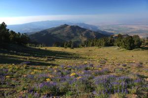 Warner Mountains - July2008 130 copy (Custom)