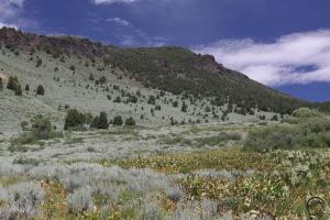Warner Mountains - July2013 038 copy (Custom)