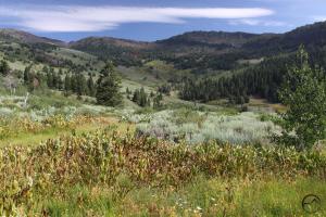 Warner Mountains - July2013 068_edited-1 (Custom)
