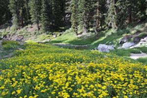Warner Mountains - July2013 094 copy (Custom)