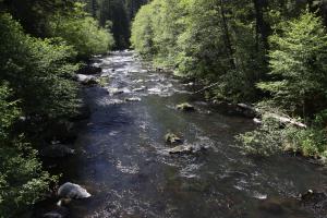 Cascades, McCloud River - May2014 065  (Custom)