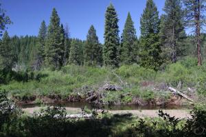 Cascades, McCloud River - June2014 006 copy (Custom)