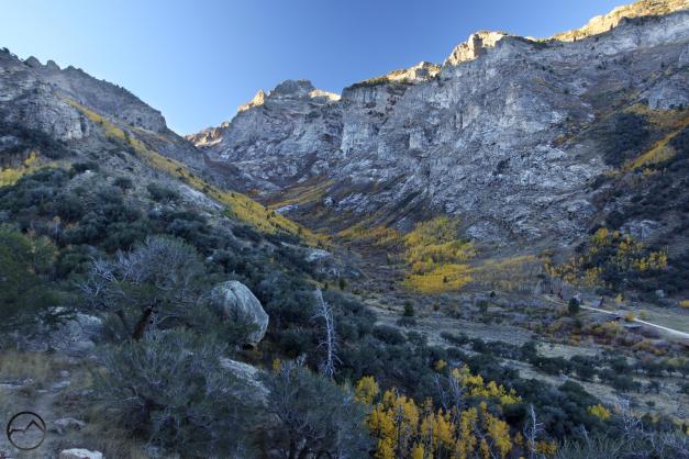 Aspens line the East Fork of Lamoille Creek.