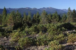 High peaks of the Trinity Divide are visible from the trail