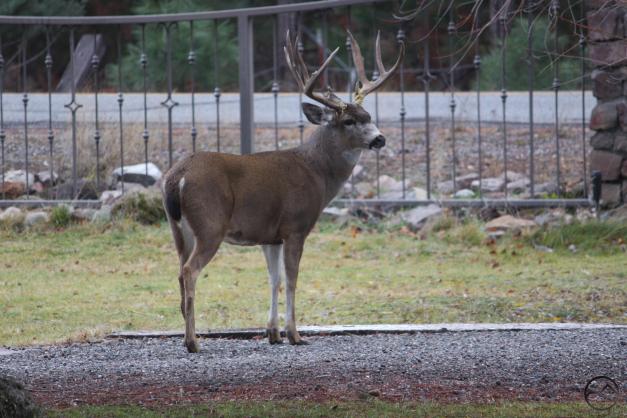 Trinity Divide, Sacramento River - Dec2014 014 (Custom)
