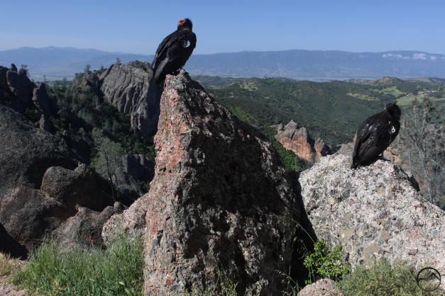Coast Range South, Pinnacles - April2016 054 (Custom)