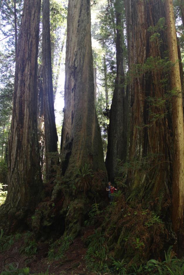 Coast Range North, Redwoods - May 2016 048 (Custom)