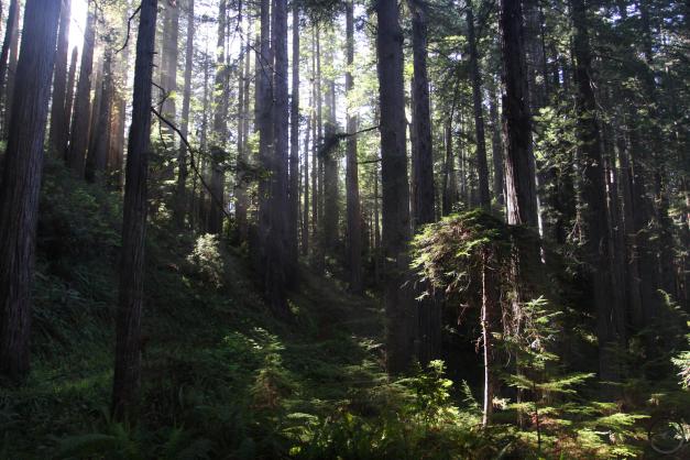 Coast Range North, Redwoods - May 2016 153 (Custom)