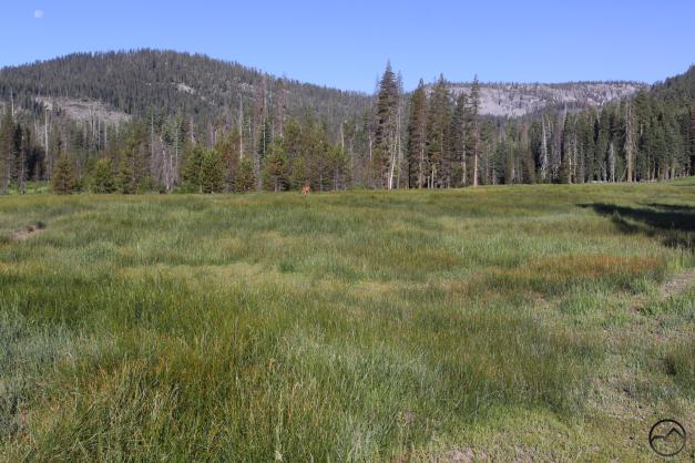 Cascades, Lassen - June2016 083 (Custom)