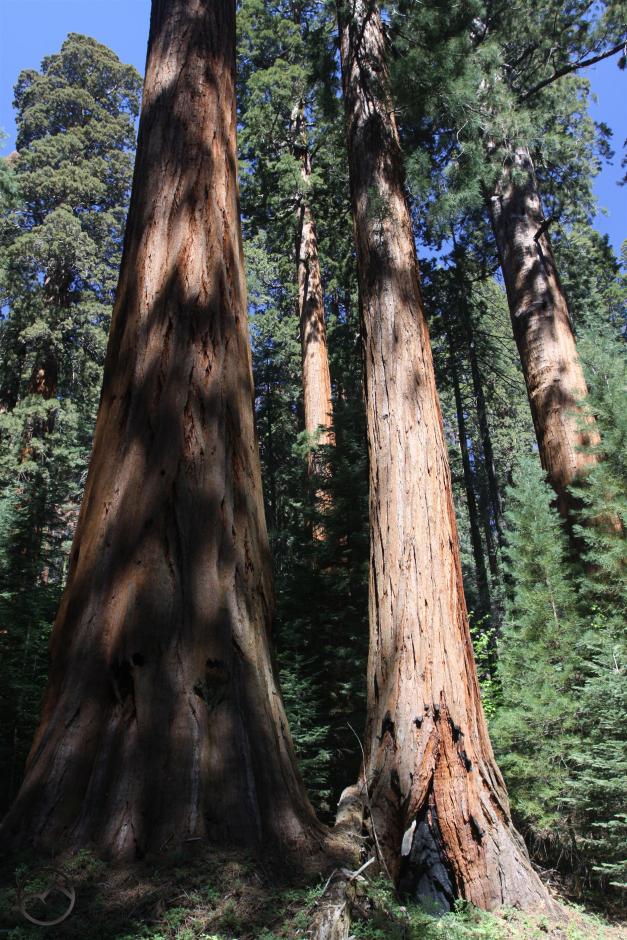 Sierra Nevada, Sequoia - June2016 097_edited-1 (Custom)