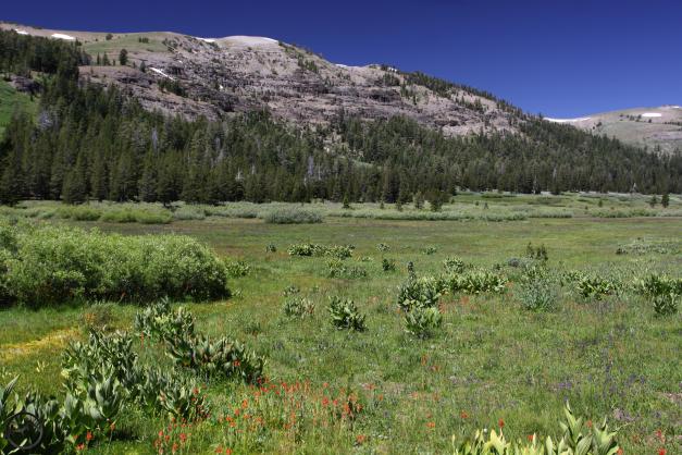 Sierra Nevada North, Dardanelles Area - July2016 325 (Custom)