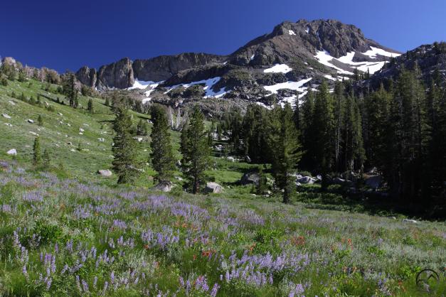 Sierra Nevada North, Mokelumne Wilderness July2016 248 (Custom)